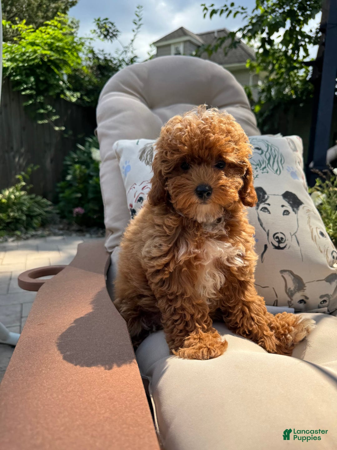 Cavapoo dogs for sale: Cavapoo 2 puppies - Image 5