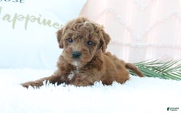 Goldendoodle dogs for sale: Sharon - Image 5