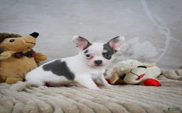 Chihuahua dogs for sale: Timon - Image 10