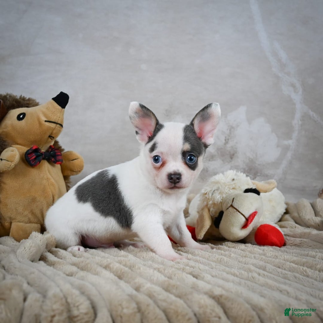 Chihuahua dogs for sale: Timon - Image 10