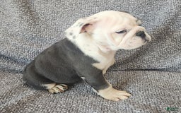 English Bulldog dogs for sale: Bailey - Image 9