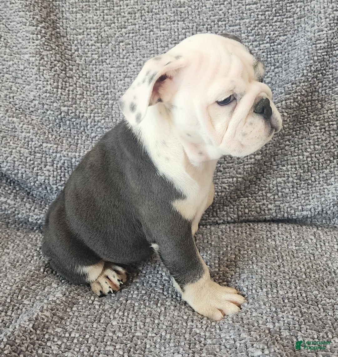English Bulldog dogs for sale: Bailey - Image 9