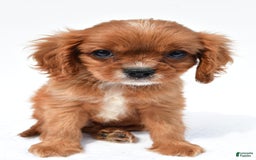 Cavalier King Charles Spaniel dogs for sale: Turbo - Image 3