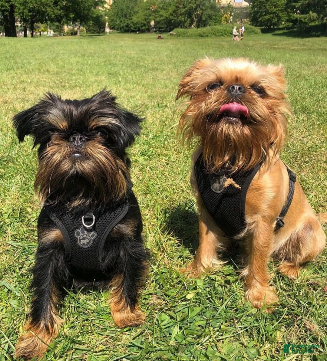 Brussels Griffon dogs for sale: Jimi - Image 5