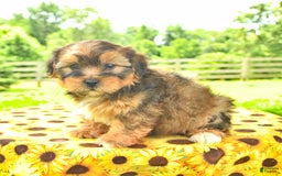 Shorkie dogs for sale: Eli - Image 2