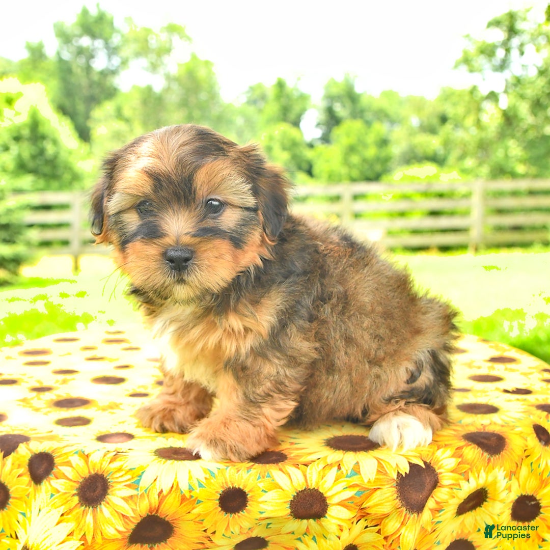 Shorkie dogs for sale: Eli - Image 2