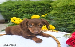 Miniature Dachshund dogs for sale: Tom - Image 7
