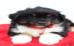Miniature Australian Shepherd dogs for sale: Liam - Image 7
