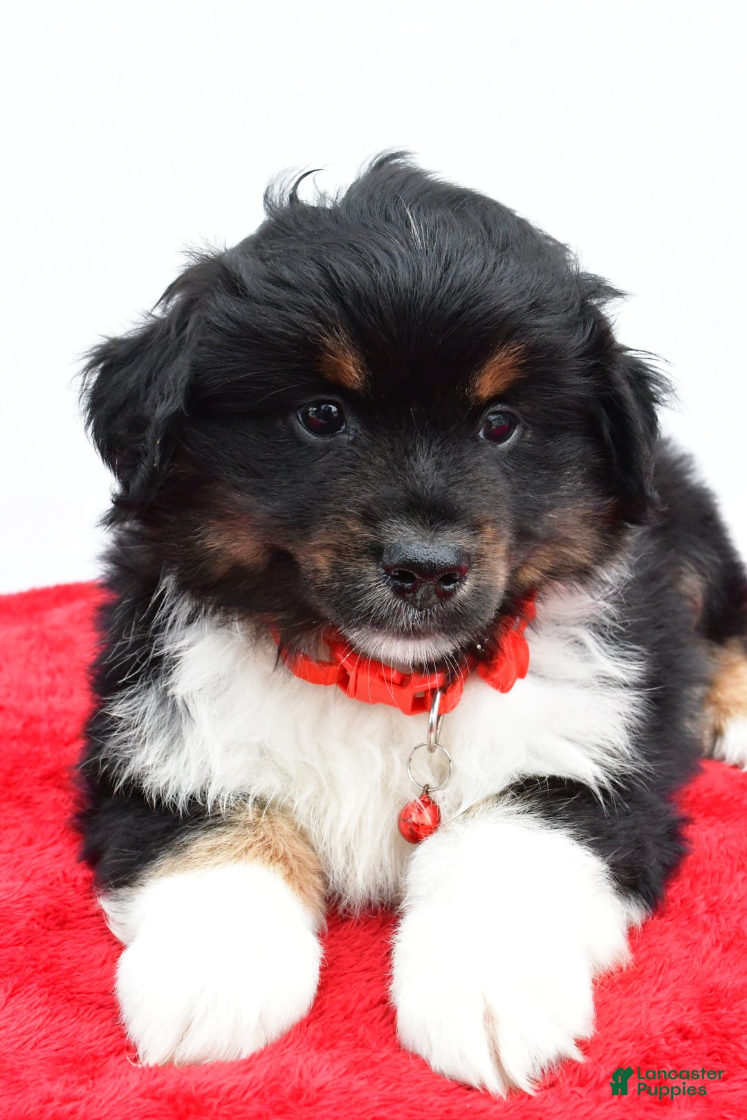 Miniature Australian Shepherd dogs for sale: Liam - Image 7