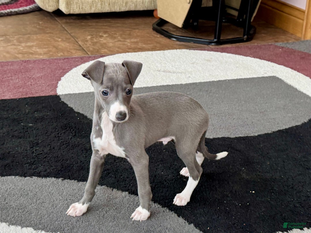 Italian Greyhound dogs for sale: Donny - Image 5