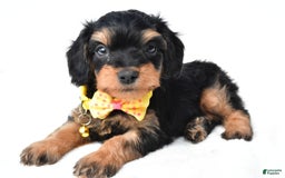 Cavapoo dogs for sale: Blaze - Image 3