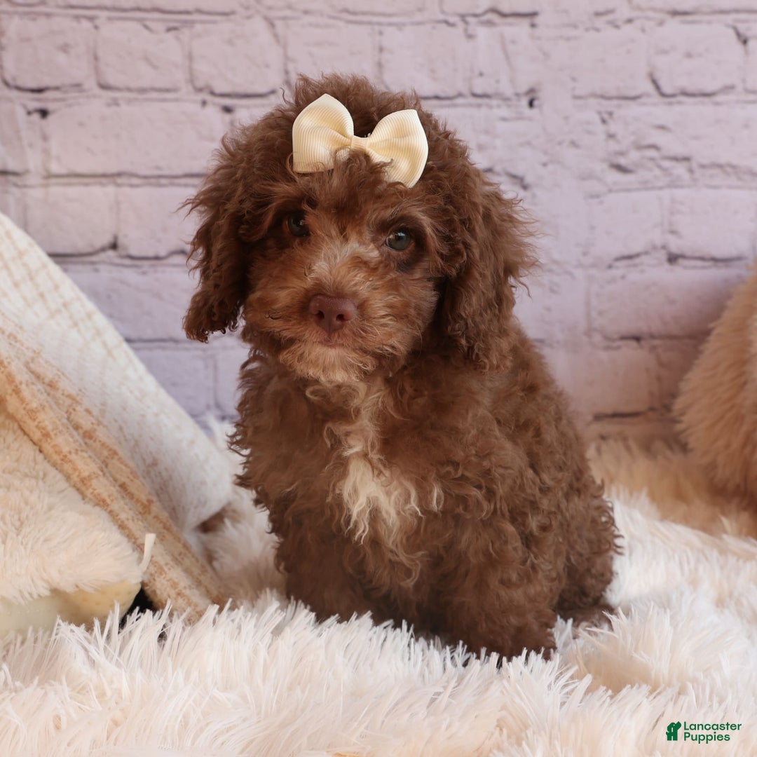 Cockapoo dogs for sale: Bailey - Image 19
