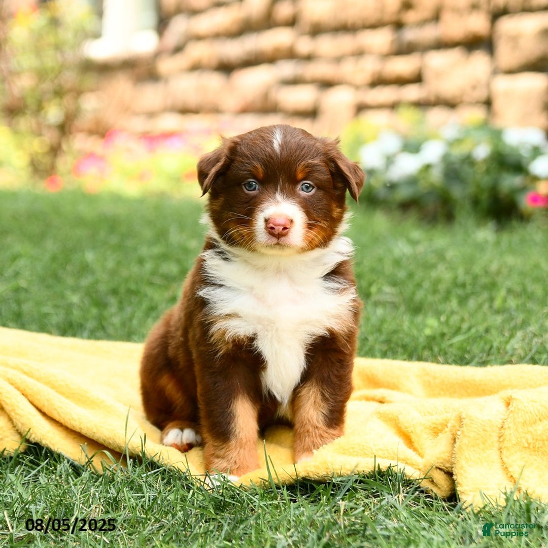 Australian Shepherd dogs for sale: Mauve - Image 2