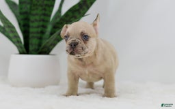 French Bulldog dogs for sale: Hadley - Image 3