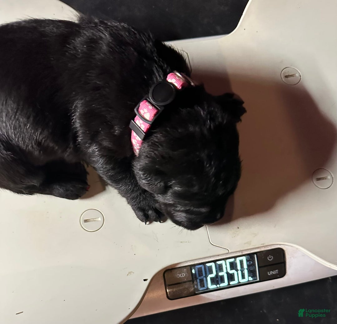 Cane Corso dogs for sale: ICCF Momo - Image 2