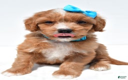 Mini Goldendoodle dogs for sale: Toby - Image 2