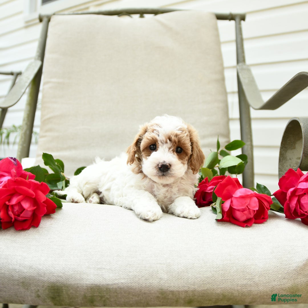 Cockapoo dogs for sale: Joy - Image 4