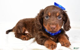 Miniature Dachshund dogs for sale: Ranger - Image 1