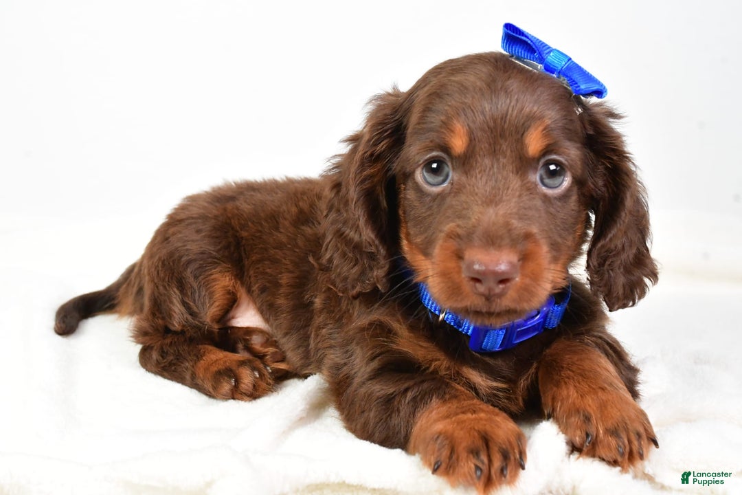 Miniature Dachshund dogs for sale: Ranger - Image 1