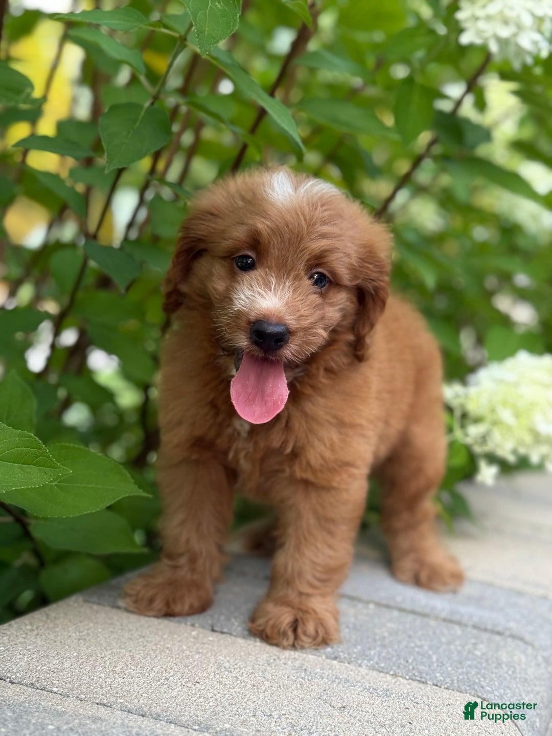Mini Goldendoodle dogs for sale: Kaylor - Image 3