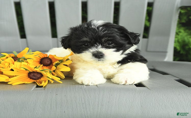 Havanese dogs for sale - Ad 4
