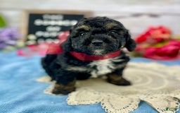 Miniature Poodle dogs for sale: Tessa - Image 5