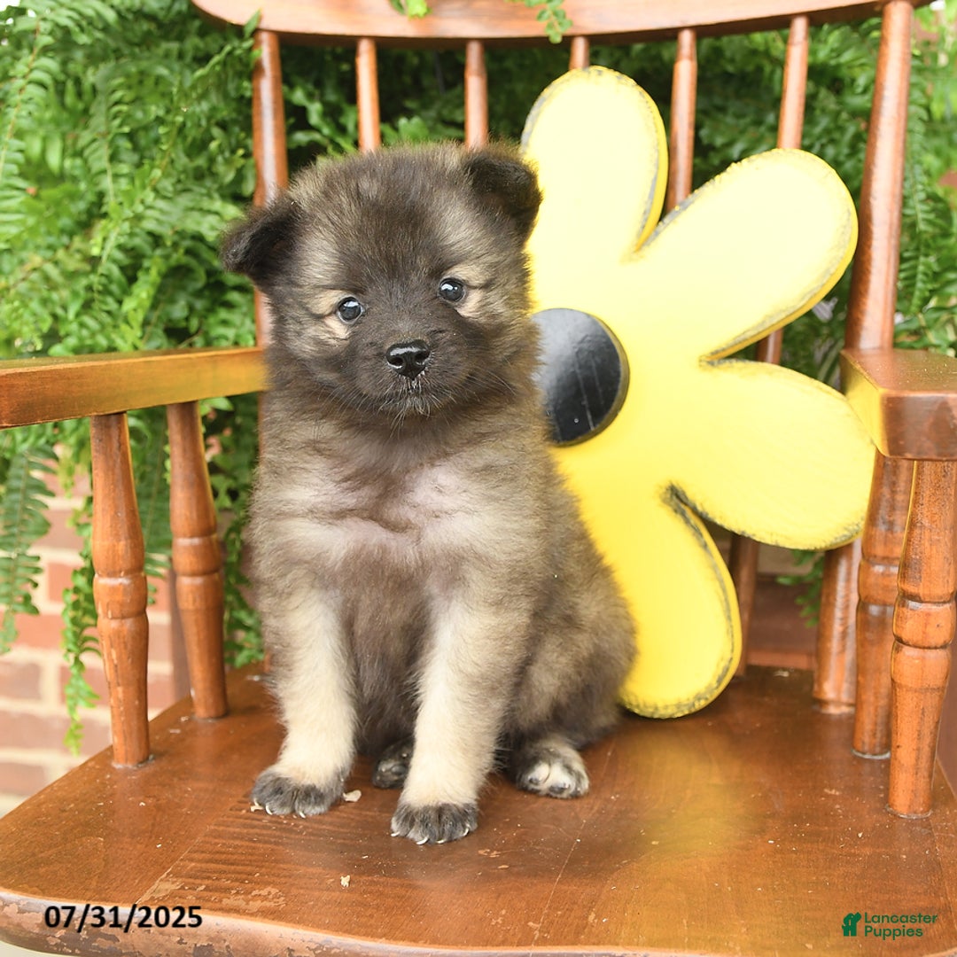 Keeshond dogs for sale: Twilight - Image 1