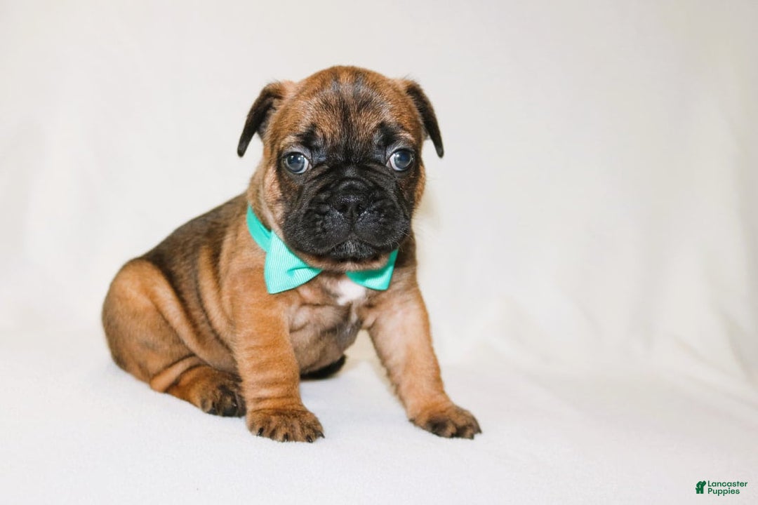 French Bulldog dogs for sale: Apollo Akc 🐾 - Image 6