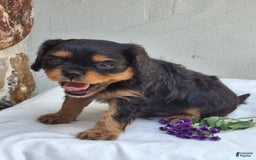 Cavalier King Charles Spaniel dogs for sale: Sparkle - Image 11