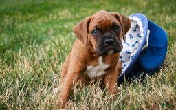 Boxer dogs for sale: Crew - Image 10