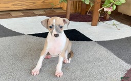 Italian Greyhound dogs for sale: Trina - Image 8