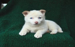 Pomsky dogs for sale: Lemon - Image 7