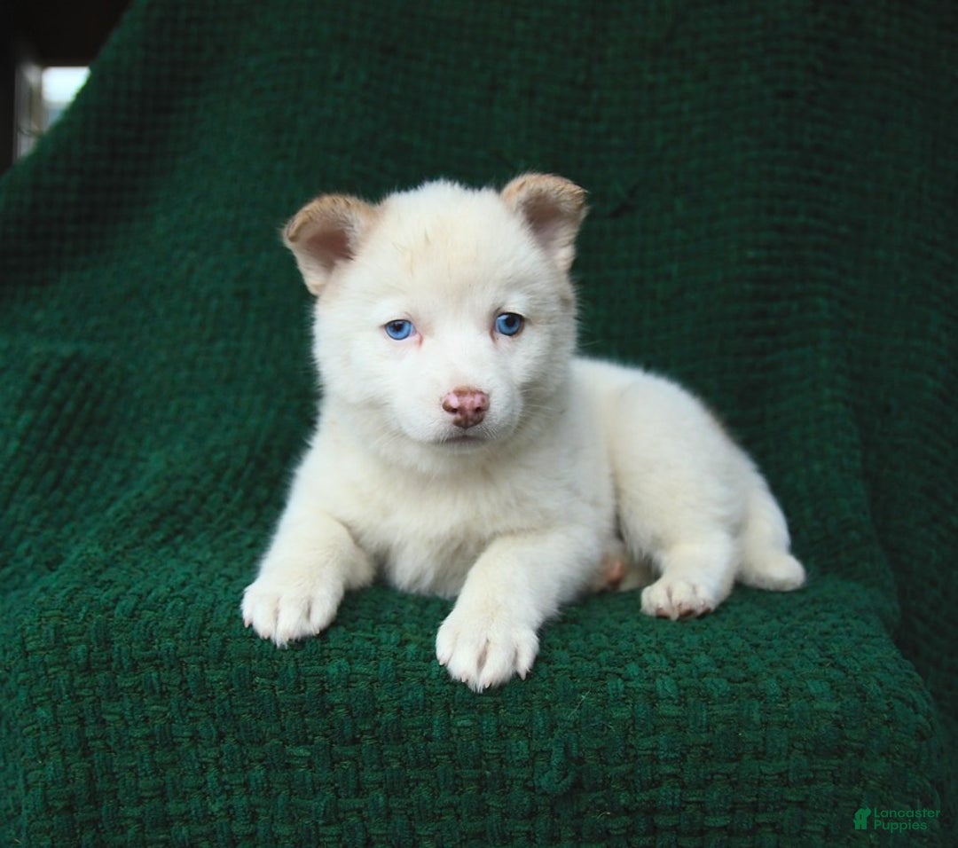 Pomsky dogs for sale: Lemon - Image 7