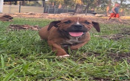 South African Boerboels dogs for sale: Shannon - Image 4