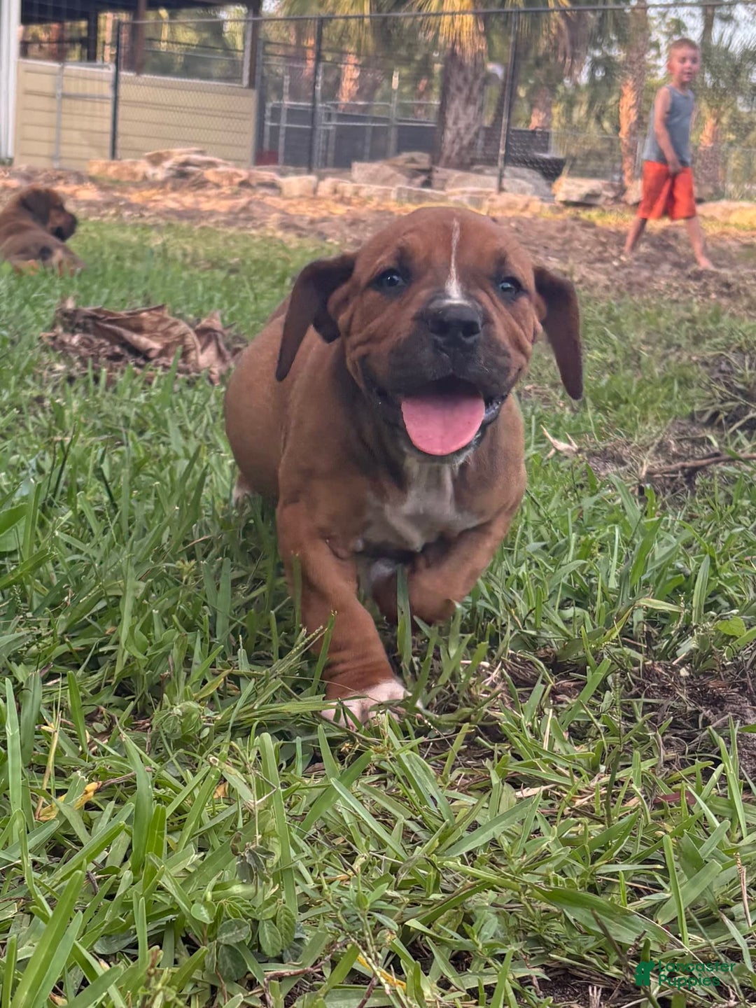 South African Boerboels dogs for sale: Shannon - Image 4