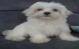 Maltese dogs for sale: Dawson - Image 6