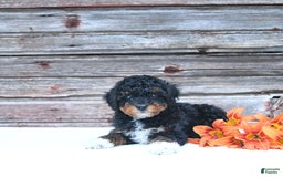 Miniature Poodle dogs for sale: Milo - Image 2