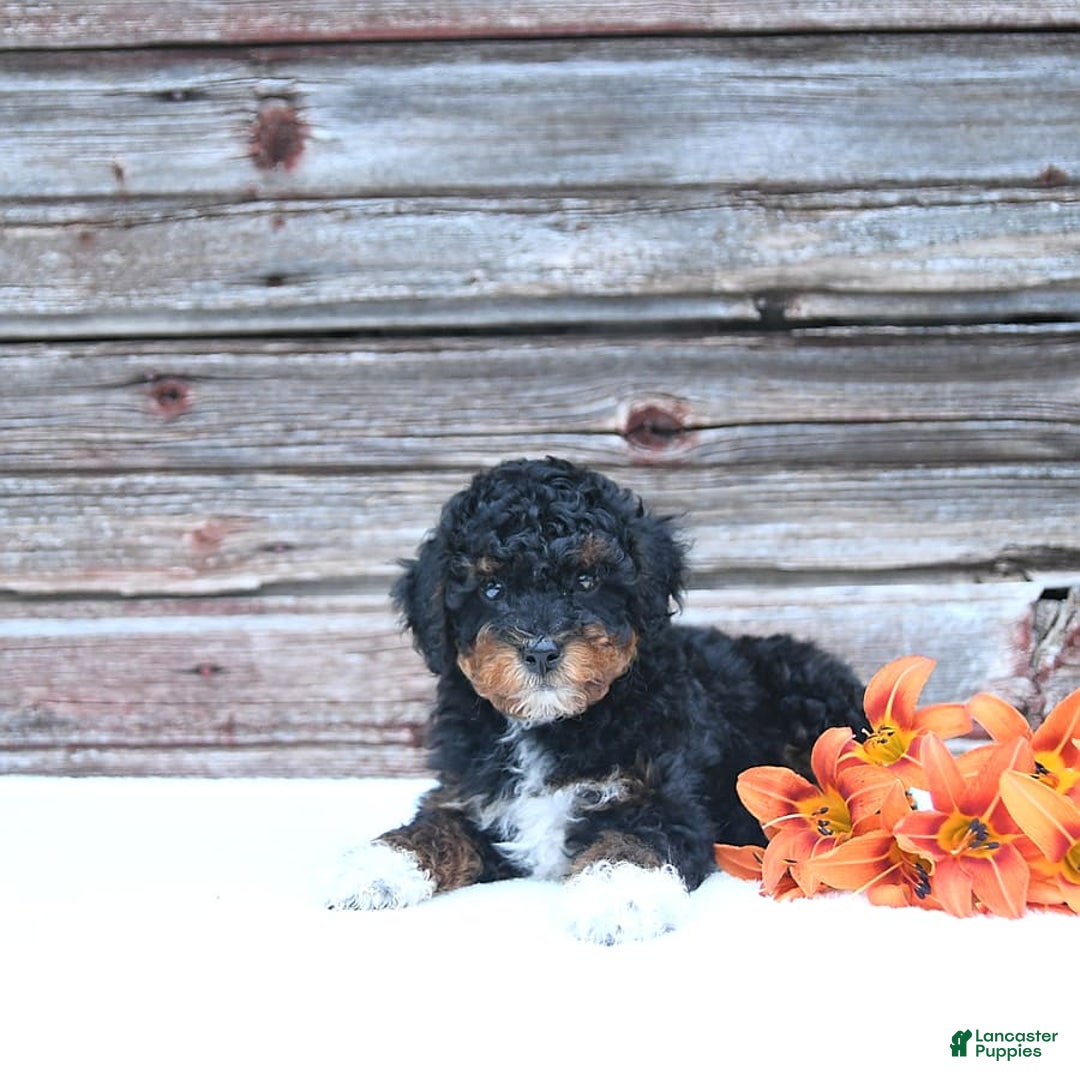 Miniature Poodle dogs for sale: Milo - Image 2