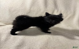 Pomeranian dogs for sale: Mickey - Image 3