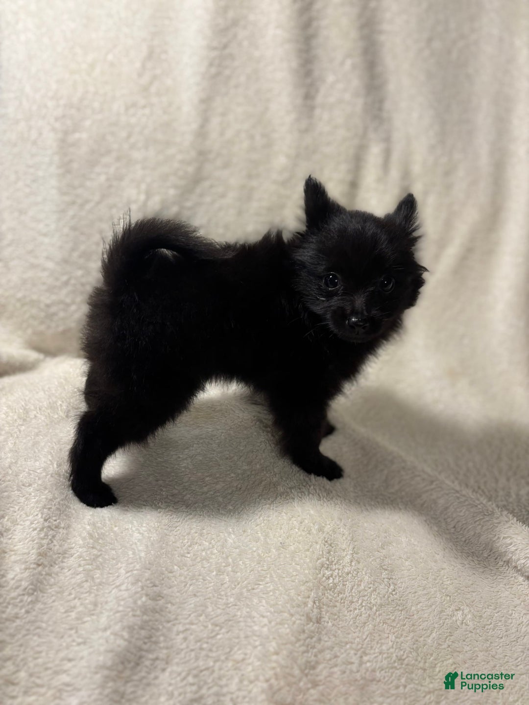 Pomeranian dogs for sale: Mickey - Image 3