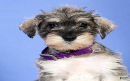 Miniature Schnauzer dogs for sale: Brenda - Image 9