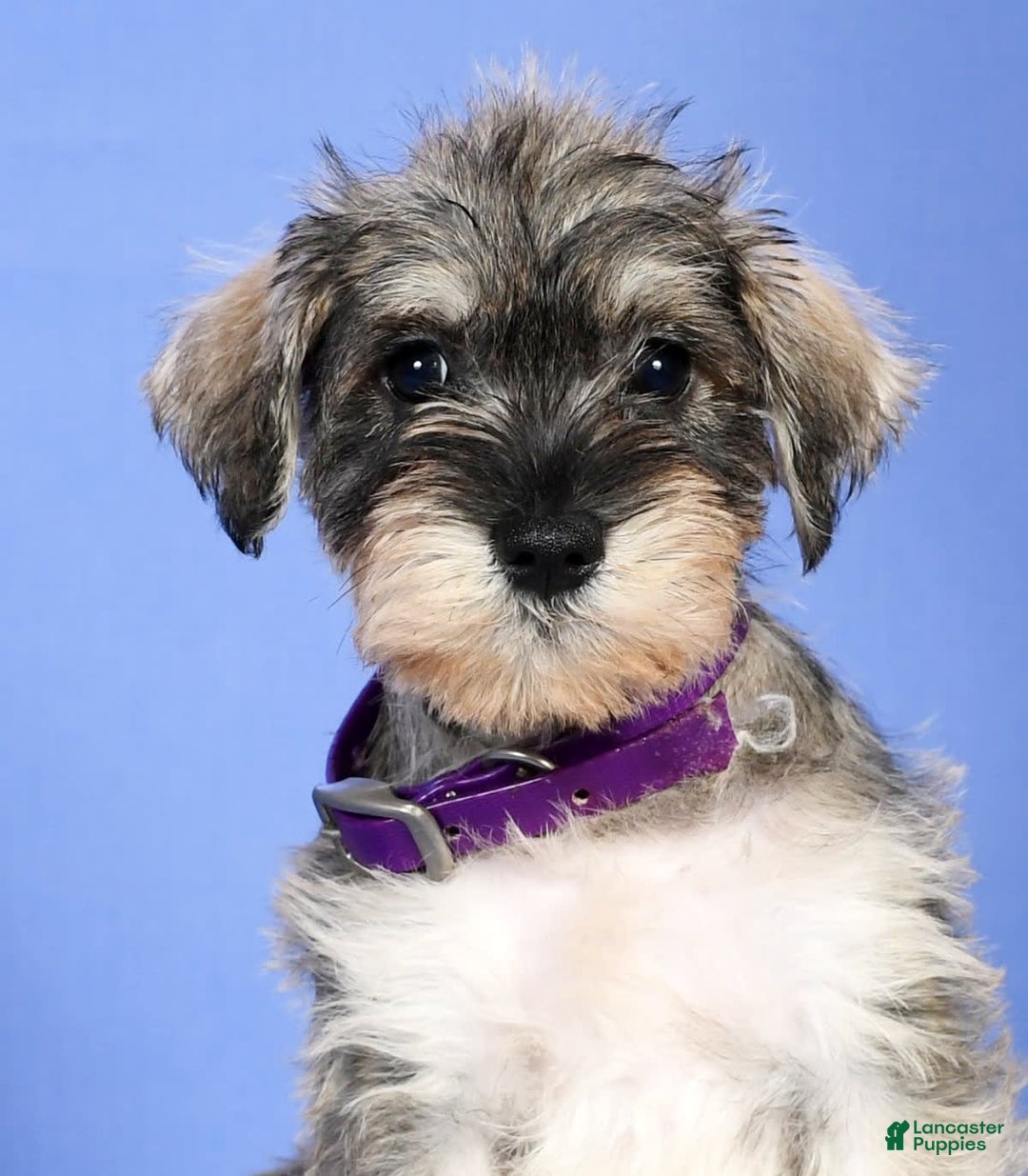 Miniature Schnauzer dogs for sale: Brenda - Image 9