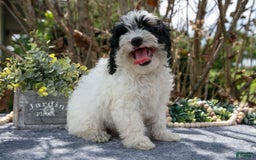 Cavapoo dogs for sale: Stark - Image 3