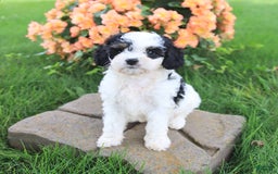 Cavapoo dogs for sale: Candy - Image 3