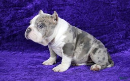 American Bully dogs for sale: Blue Merle Female - Image 1