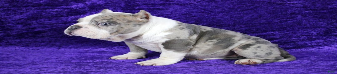 Blue Merle Female