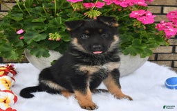 German Shepherd dogs for sale: Hope - Image 3