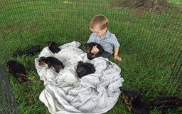 Yorkshire Terrier dogs for sale: Tia - Image 8