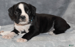 Boxer dogs for sale: Teal Collar Female - Image 3