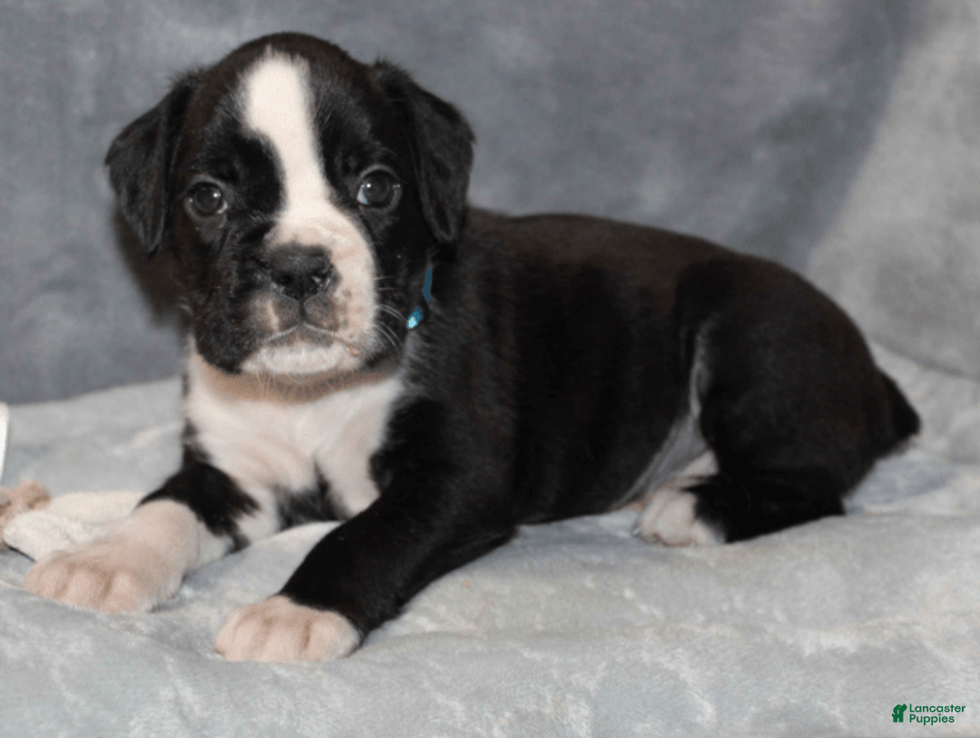 Boxer dogs for sale: Teal Collar Female - Image 3